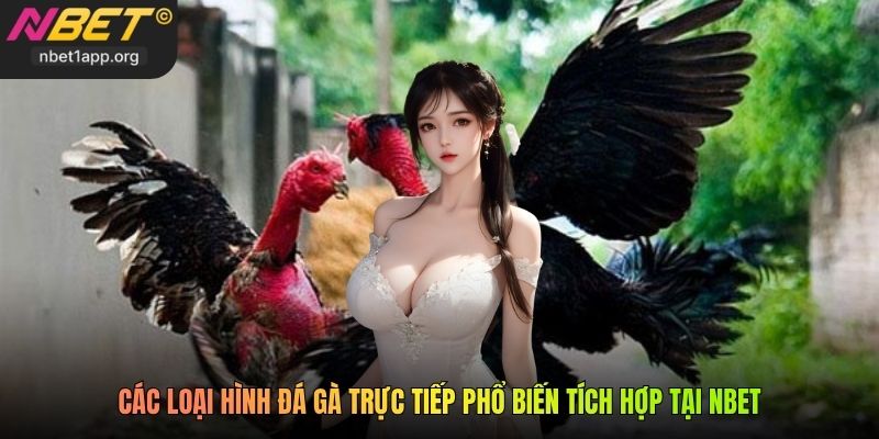 Các loại hình đá gà trực tiếp phổ biến tích hợp tại Nbet