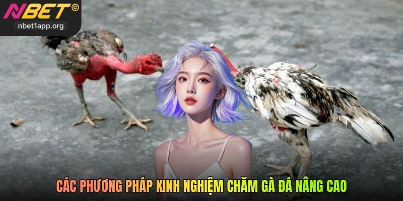 Các phương pháp kinh nghiệm chăm gà đá nâng cao