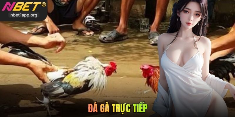 Đá Gà Trực Tiếp Nbet - Cách Chơi, Tỷ Lệ Và Tính Tiền