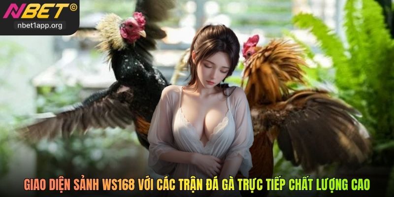 Giao diện sảnh WS168 với các trận đá gà trực tiếp chất lượng cao