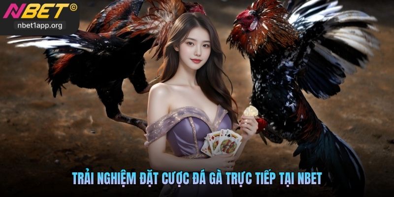 Trải nghiệm đặt cược đá gà trực tiếp tại Nbet